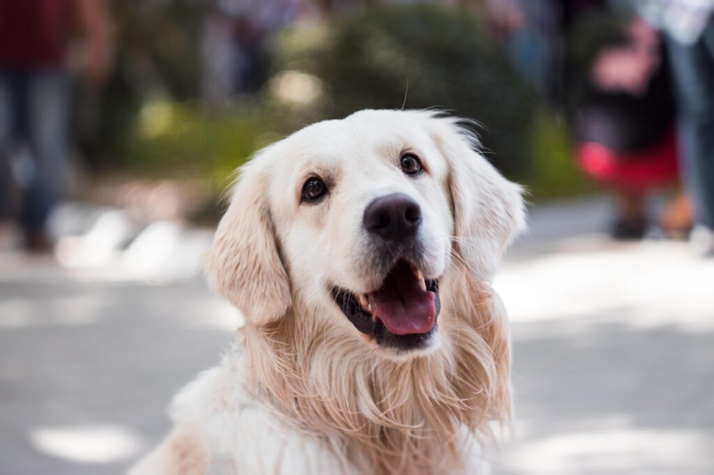 castrar perros es beneficioso