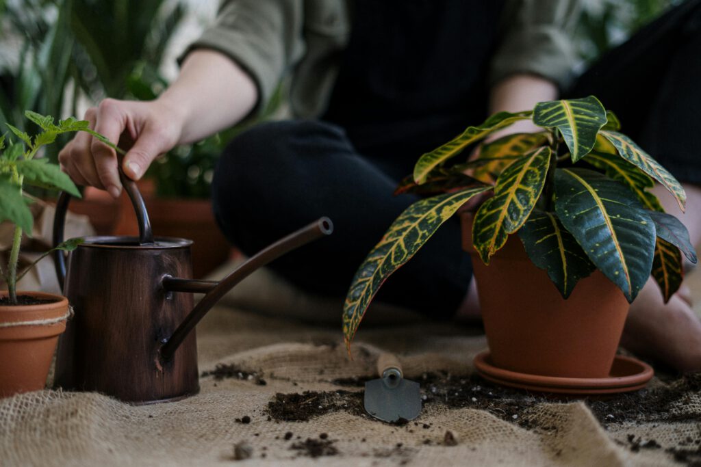 ubicación de plantas
