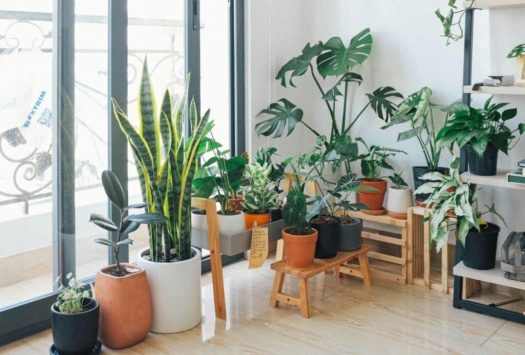 Decoración con plantas
